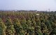 Vietnam: Field of kumquat trees ready for Tet New Year Festival, near Hanoi