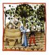 Iraq / Italy: Autumn - showing the wine harvest. Illustration from Ibn Butlan's Taqwim al-sihhah or 'Maintenance of Health' (Baghdad, 11th century) published in Italy as the Tacuinum Sanitatis in the 14th century